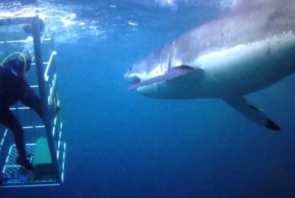 Tiburón blanco, asesino en serie
