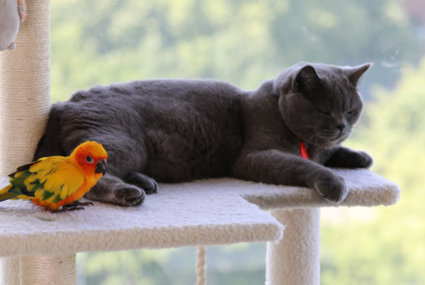 Animales: amigos increíbles