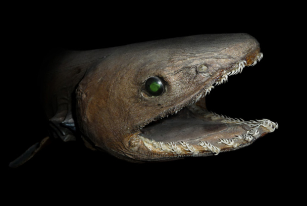 Tiburón alien 4