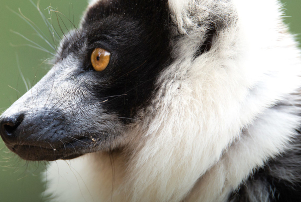 Madagascar: Las Galápagos de África