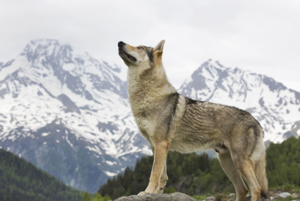 La loba de las nieves