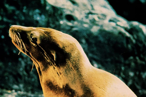 La foca dorada