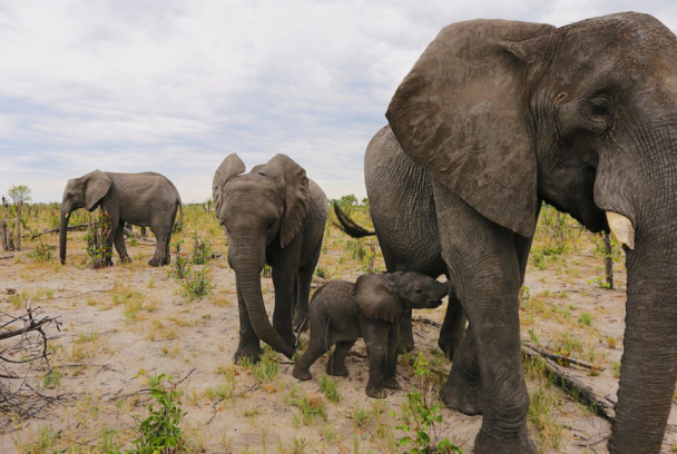 Naledi: A Baby Elephant's Tale