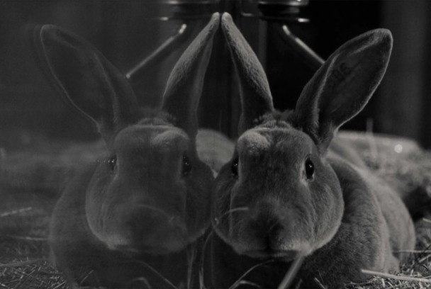 Lapin perdu