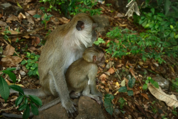 Tailandia salvaje
