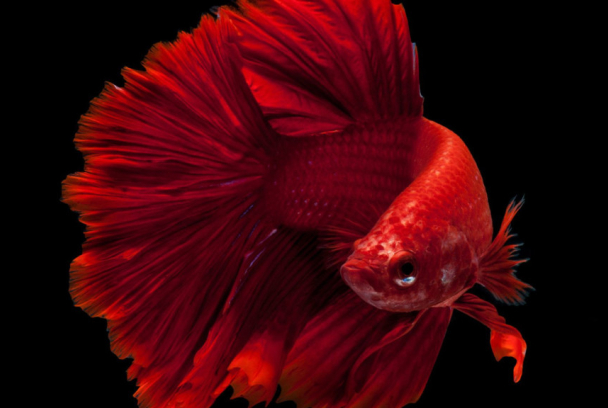 Tailandia salvaje