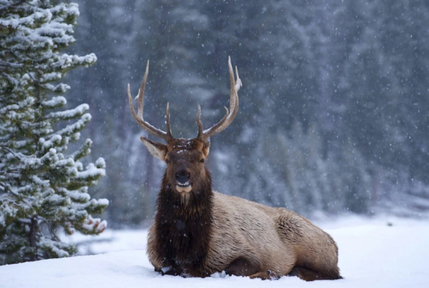 Yellowstone: el gran deshielo