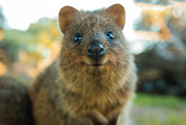 La isla Rottnest, el reino de los quokka