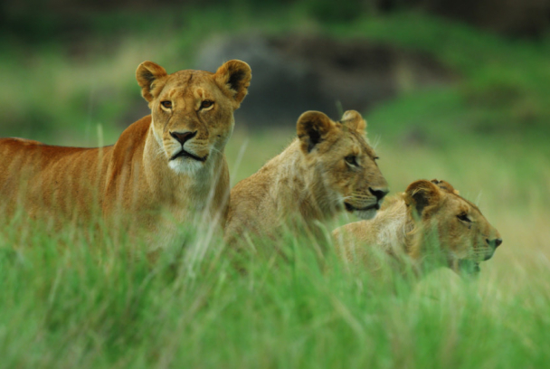 Wild Hunters