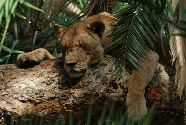 Malika: la reina león