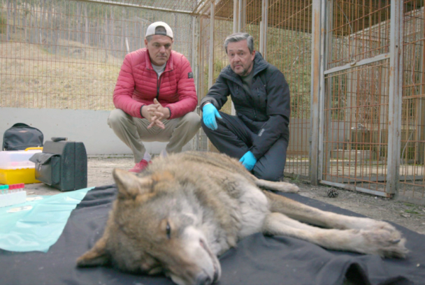 Wild Frank: Lobos