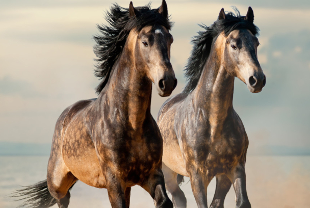 Caballos salvajes