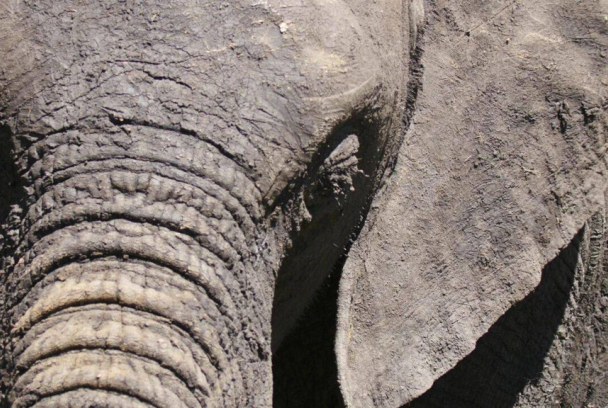 Recuerdos de un elefante