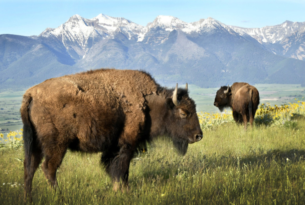 La madre de todos los bisontes
