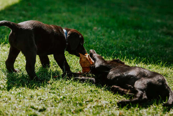 Academia de cachorros