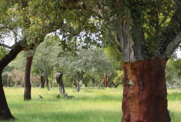 El bosque protector