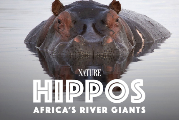 Hipopótamos: los gigantes de los ríos