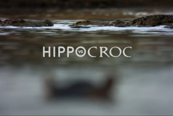 Hipopótamo contra cocodrilo