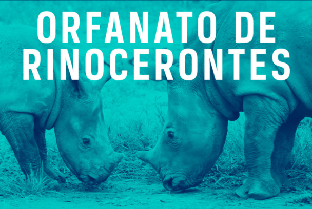 Orfanato de rinocerontes 