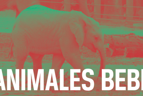 Animales bebé