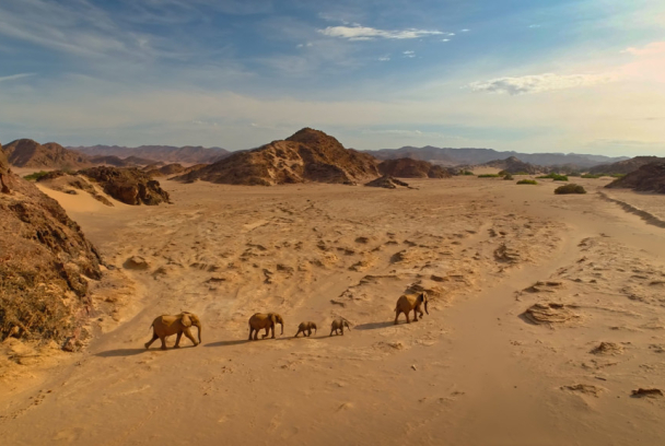 El Kalahari, la otra ley de la selva