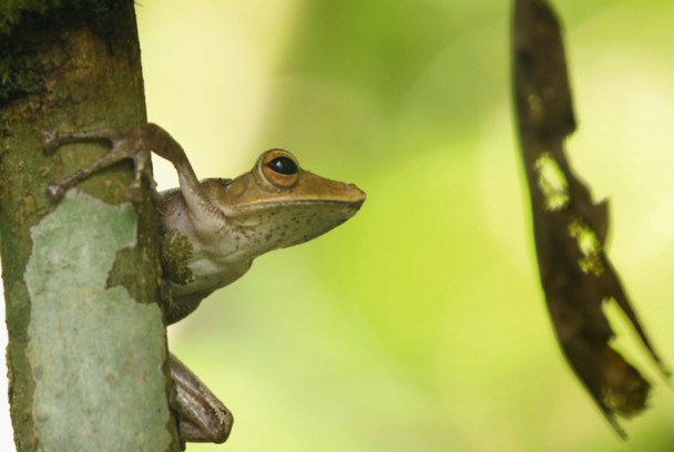 Sumatra: selva protegida