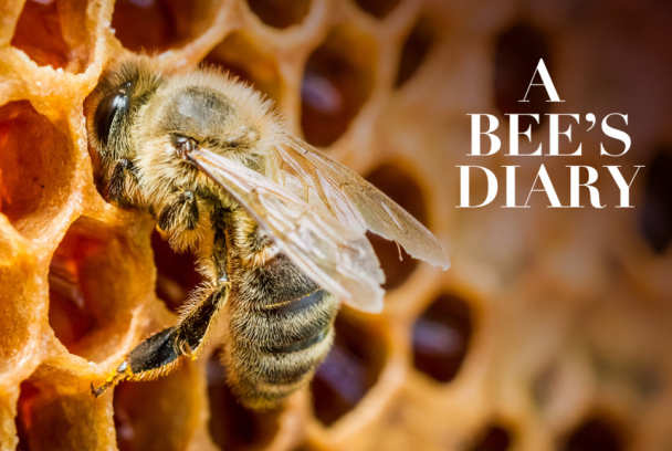 Diario de una abeja