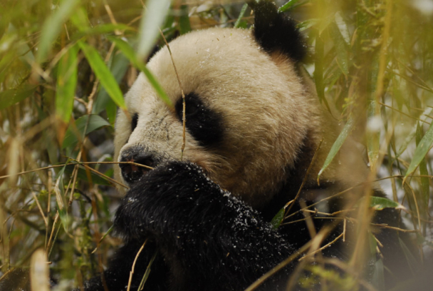 China salvaje