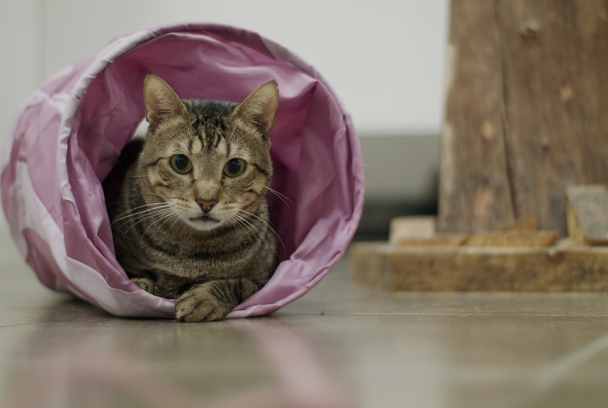 30 minuts: Animals i companyia