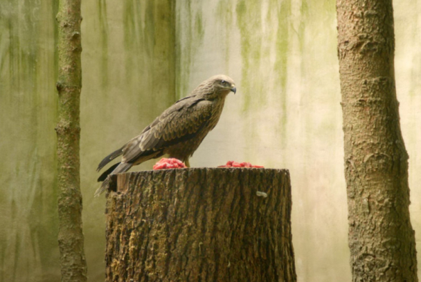 L'Île aux oiseaux