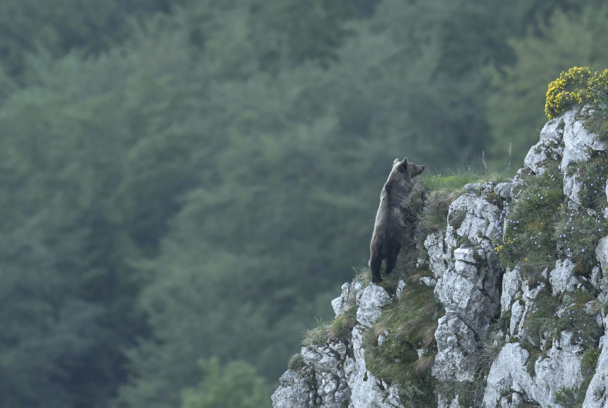 Oso, simplemente salvaje
