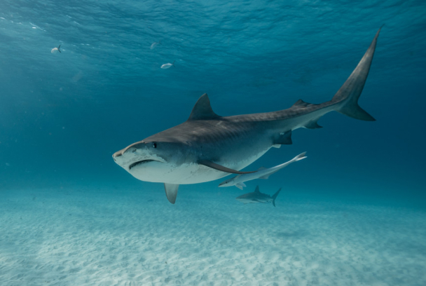 Retorno a la Isla de los Tiburones