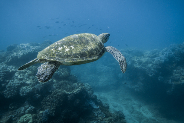 La Gran Barrera de Coral: la próxima generación