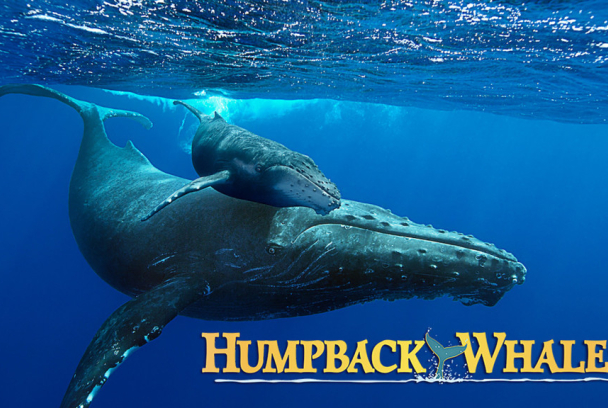 Ballenas jorobadas en peligro