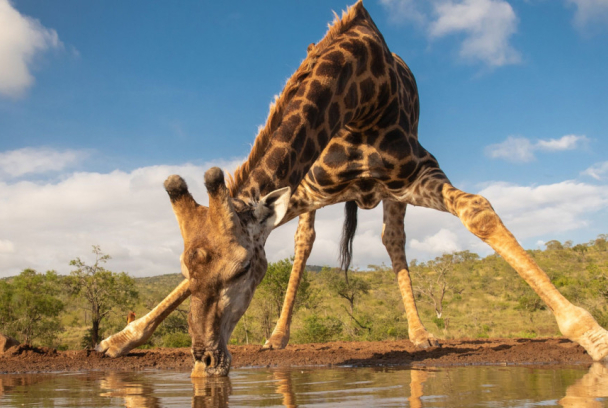 El estanque: un oasis animal