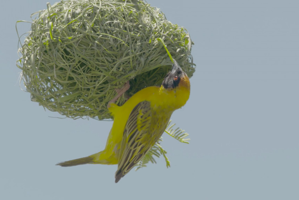 Obreros de la naturaleza