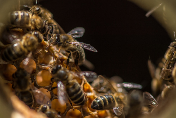Abejas salvajes