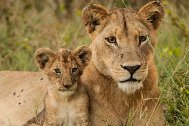 Leones: La lucha por la supervivencia