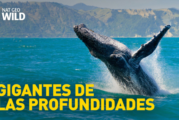 Gigantes de las profundidades