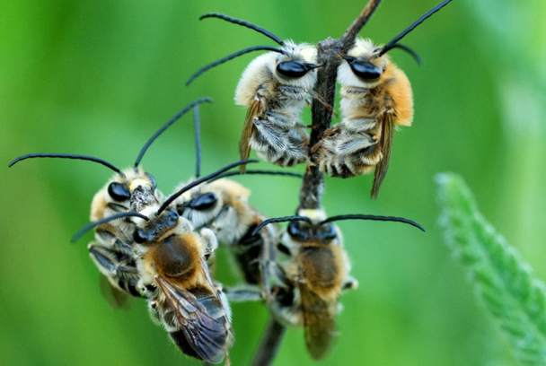 Las hijas del sol