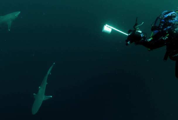 El territorio de los tiburones perdidos