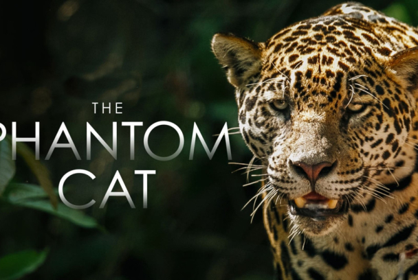 El jaguar, el felino fantasma