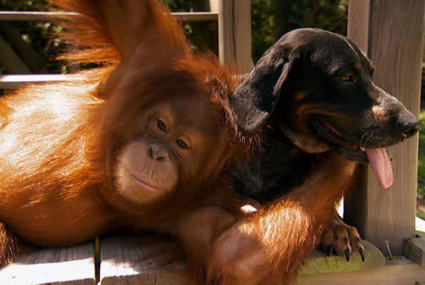 Amistades extrañas entre animales