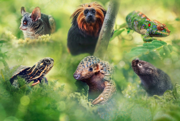 Pequeños viajes animales