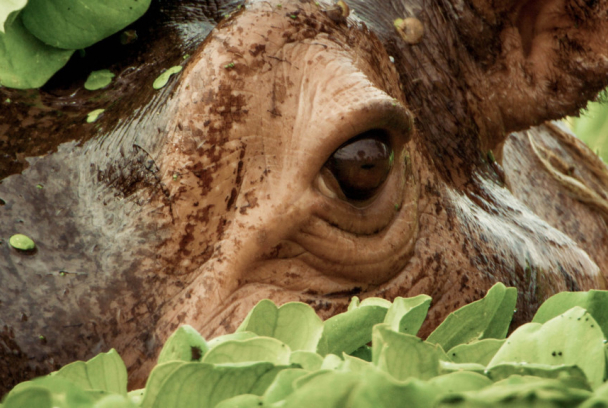 Naturaleza maravillosa y salvaje