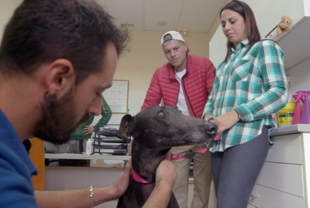 Wild Frank: Galgos