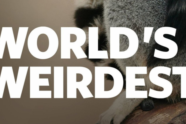Los animales más raros del mundo