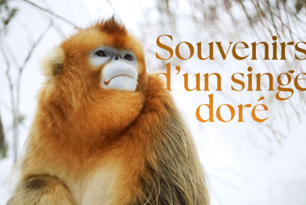Recuerdos de un langur chato dorado