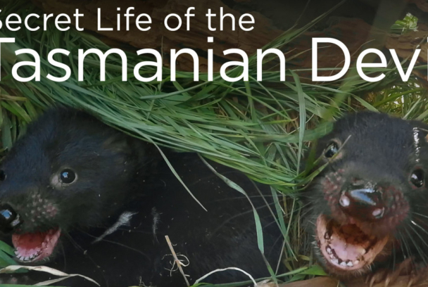 La vida secreta del demonio de Tasmania