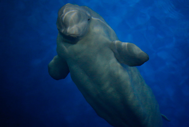 El gran rescate de belugas